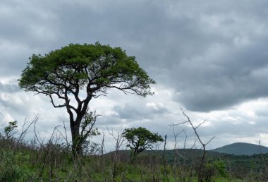 Afrika savanasındaki Akasya ağacı, bulutlu gökyüzü. Vachellia Tortilis, Hluhluwe Parkı, Güney Afrika