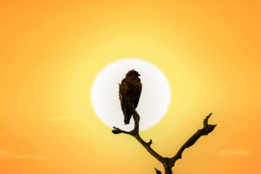 Tawny kartal çıplak bir ağaç dalına tünemiş günbatımı gökyüzü arka planında izole, Güney Afrika 'daki ulusal park