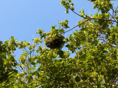 Weaver kuş yuvası ağaç dalında, mavi gökyüzünde. Kolye şekilli örgü yuvası, Güney Afrika