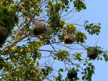 Weaver kuşu ağaç dallarına yuva yapar, mavi gökyüzüne. Örülmüş yuva kolonisi, Güney Afrika