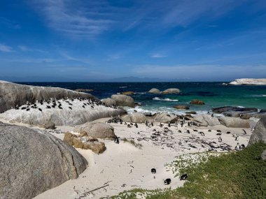 Boulders beach at South Africa. African penguins colony, Spheniscus demersus, also known as Cape penguins clipart