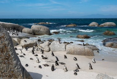 Afrika penguenleri, Spheniscus demersus, Güney Afrika 'daki Boulders plajında dinlenen Pelerin penguenleri olarak da bilinir.