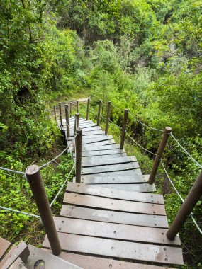Güney Afrika 'daki Tsitsikamma Ulusal Parkı' nda orman yolu. Boş ahşap geçit, yemyeşil orman ağaçları arasında.