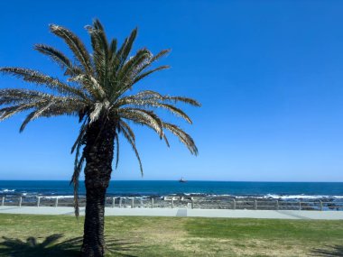 Güney Afrika 'da beyaz kumlu bir sahilde palmiye ağacı. Okyanus dalgaları kıyıya vurur, mavi gökyüzü, güneşli bir gün