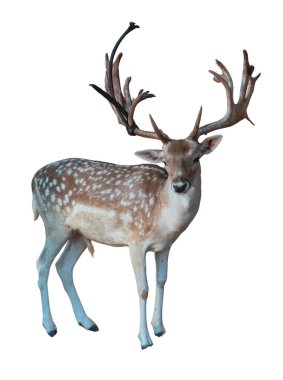 Beyaz boynuzlu kırmızı geyik boynuzu, boynuzlu Cervus elaphus ve beyaz leke 