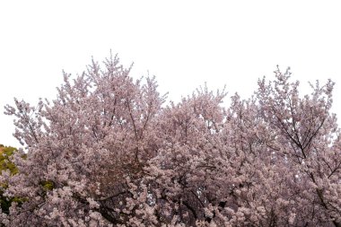 Beyaz üzerine izole edilmiş kiraz ağacı, Sakura, çiçek açan ağaç. Japonya 'da bahar