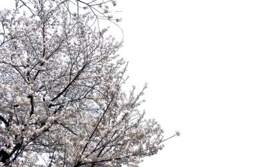 Beyaz üzerine izole edilmiş kiraz ağacı, Sakura, çiçek açan ağaç. Japonya 'da bahar