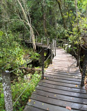 Güney Afrika 'daki Tsitsikamma Ulusal Parkı' nda orman yolu. Boş ahşap geçit, yemyeşil orman ağaçları arasında. 