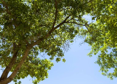 Ağaçların yaprakları mavi gökyüzü arka planında, alçak açılı manzara, Güney Afrika 'daki bir şehir parkında güneşli bir gün.