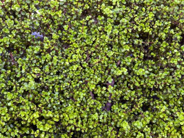 Fil çalılığı arka planı, Güney Afrika 'da küçük yapraklı sulu bitki. Karbon tecrit kullanımı