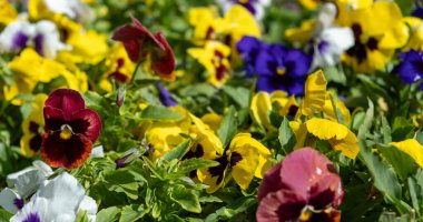 Renkli hanım evlatları. Parlak renkli çiçekler yakın çekimde, güneşli bir bahar günü