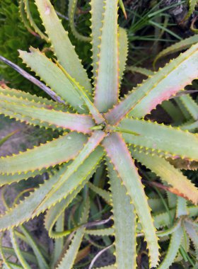 Aloe bitkisinin taze yaprakları yakın plan. Alternatif tıp ve doğal güzellik ürünleri için tarım