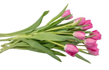 Lale çiçeği beyaza izole edilmiş, pembe renkli taze çiçekler yukarıdan görünüyor. Anneler günü hediyesi. Bahar, kadınlar günü konsepti