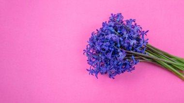 Sümbül çiçeği demeti açık pembe, taze mavi mor çiçek buketi. Anneler günü hediyesi. Bahar, kadınlar günü