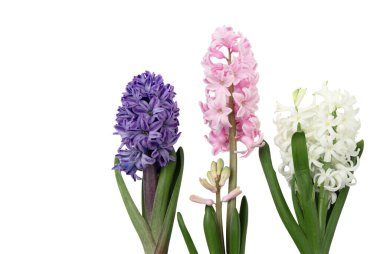 Beyaz sümbül çiçekleri. Taze pembe mor Hyacinths bitkisi, yakın plan.