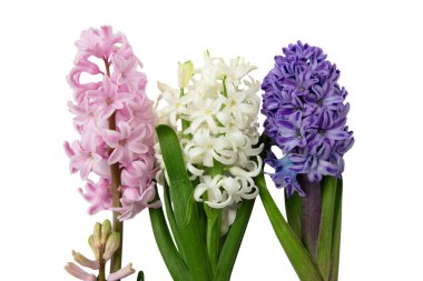 Beyaz sümbül çiçekleri. Taze pembe mor Hyacinths bitkisi, yakın plan.