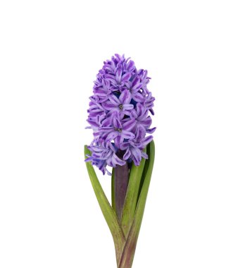 Sümbül çiçeği beyazda izole edilmiş. Taze mavi mor Hyacinths bitkisi yakın plan