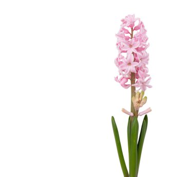 Sümbül çiçeği beyazda izole edilmiş. Taze pastel pembe Hyacinths bitkisi yakın plan