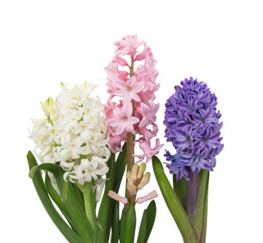 Beyaz sümbül çiçekleri. Taze pembe mor Hyacinths bitkisi, yakın plan.