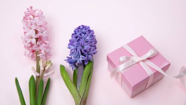 Anneler günü hediyesi. Taze sümbüller, bahar çiçekleri ve pembe arka planda bir hediye kutusu.