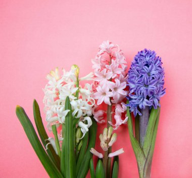 Anneler günü kartı şablonu. Taze sümbüller, pembe arka planda bahar çiçekleri, kopyalama alanı.