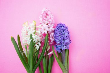 Anneler günü kartı şablonu. Taze sümbüller, pembe arka planda bahar çiçekleri, kopyalama alanı.