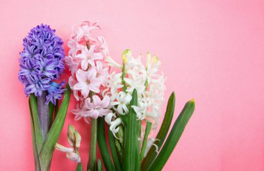 Anneler günü kartı şablonu. Taze sümbüller, pembe arka planda bahar çiçekleri, kopyalama alanı.