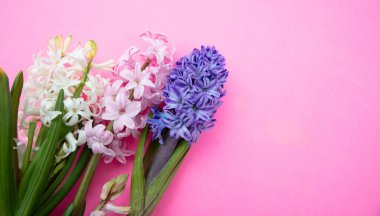 Anneler günü kartı şablonu. Taze sümbüller, pembe arka planda bahar çiçekleri, kopyalama alanı.