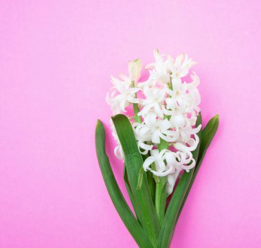 Parlak pembe arka planda sümbül çiçeği. Taze pastel beyaz Hyacinth bitkisi