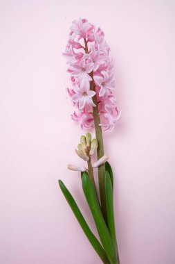 Pembe arka planda sümbül çiçeği. Taze pastel pembe Hyacinth bitkisi
