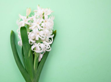 Pastel yeşil arka planda sümbül çiçeği. Taze pastel beyaz Hyacinth bitkisi