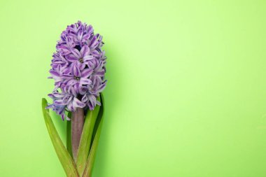 Yeşil arka planda sümbül çiçeği. Taze mavi mor Hyacinth bitkisi