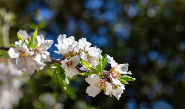 Kiraz tozu, çiçek açan badem ağacı yakın plan, güneşli bahar günü. Doğada ilkbahar