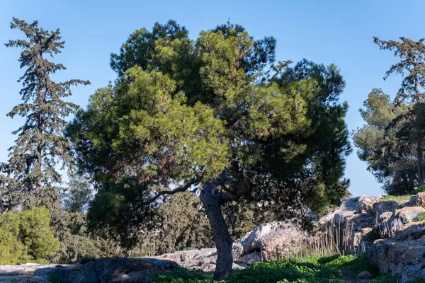 Atina, Yunanistan, Philopappos tepesi, boş mermer bank, Atina şehir manzarası, açık mavi gökyüzü