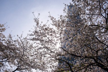 Yüksek binalar ve kiraz çiçekleri alçak açılı görünür. Şangay 'da. Çin, Modern mimari ve doğa, İlkbahar.