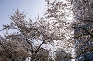 Yüksek binalar ve kiraz çiçekleri alçak açılı görünür. Şangay 'da. Çin, Modern mimari ve doğa, İlkbahar.