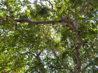İlkbaharda ağaç yaprakları. Taze yeşil yapraklar, düşük açı, güneşli bir gün.