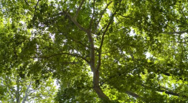 İlkbaharda ağaç yaprakları. Taze yeşil yapraklar, düşük açı, güneşli bir gün.