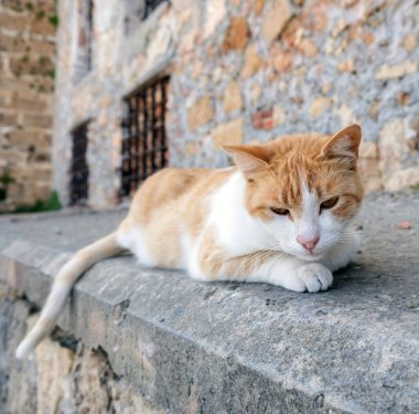 Duvarda dinlenen bir kedi, sokakta küçük şirin bir hayvan, Yunanistan yazı, Yunan adası
