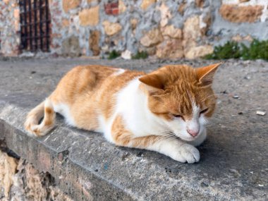 Duvarda dinlenen bir kedi, sokakta küçük şirin bir hayvan, Yunanistan yazı, Yunan adası