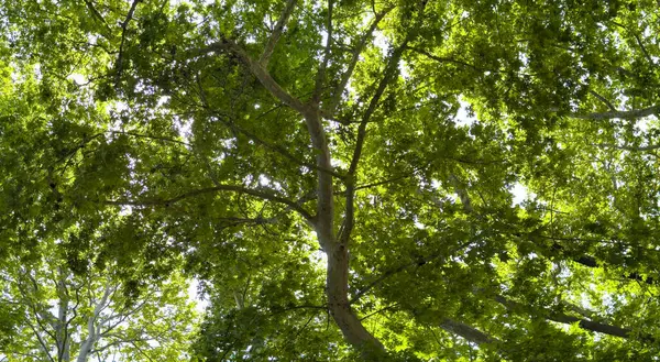 İlkbaharda ağaç yaprakları. Taze yeşil yapraklar, düşük açı, güneşli bir gün.