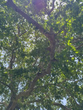 İlkbaharda ağaç yaprakları. Taze yeşil yapraklar, düşük açı, güneşli bir gün.