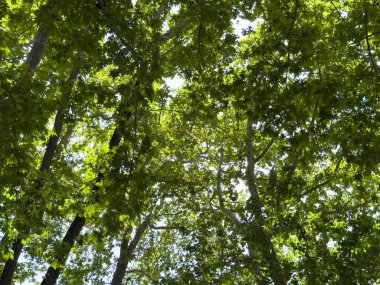 İlkbaharda ağaç yaprakları. Taze yeşil yapraklar, düşük açı, güneşli bir gün.