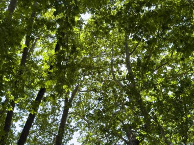 İlkbaharda ağaç yaprakları. Taze yeşil yapraklar, düşük açı, güneşli bir gün.