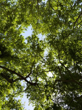İlkbaharda ağaç yaprakları. Taze yeşil yapraklar, düşük açı, güneşli bir gün.