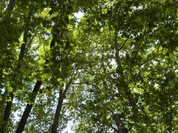 İlkbaharda ağaç yaprakları. Taze yeşil yapraklar, düşük açı, güneşli bir gün.