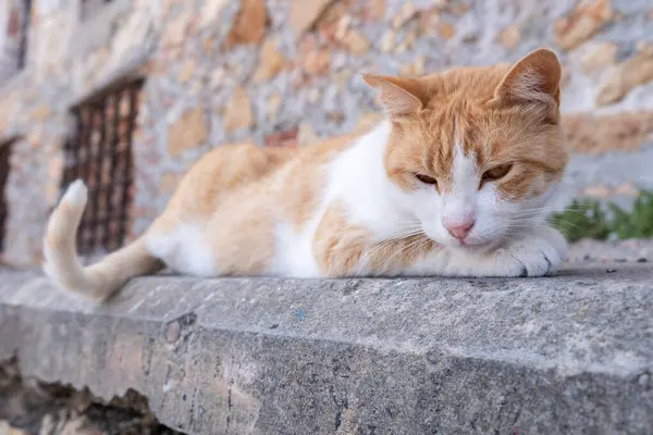 Duvarda dinlenen bir kedi, sokakta küçük şirin bir hayvan, Yunanistan yazı, Yunan adası