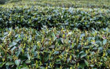 Çin 'de çay tarlası. Taze taze yeşil çay yaprakları.
