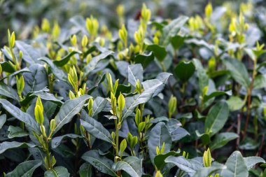 Çay yaprağı manzarayı kapatır. Çin 'de çay tarlası. Taze taze çay yaprakları hasat ediliyor.