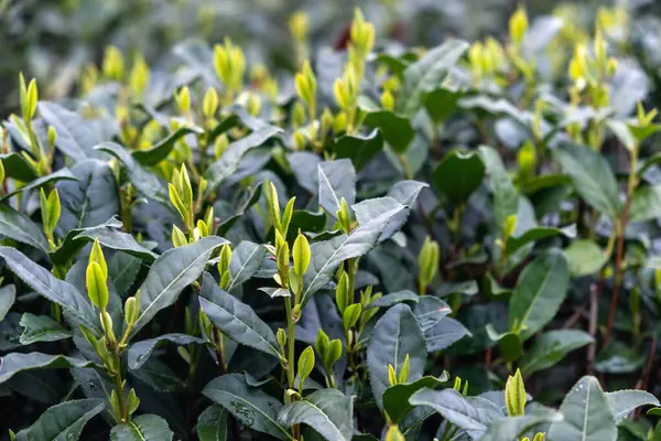 Çay yaprağı manzarayı kapatır. Çin 'de çay tarlası. Taze taze çay yaprakları hasat ediliyor.